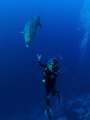   Dolphin UW photographer Tursiops truncatus.The Diver moving his hand calling dolphin.Nikon D90 105 mm. natural light image cropped 40 truncatus). truncatus) dolphin. mm  